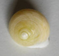 /products/helicina-variabilis-wagner-1827/